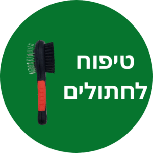 טיפוח חתולים