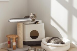 כל מה שצריך לדעת לפני שקונים ציוד לחתול