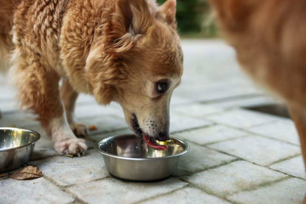 שימורים מומלצים לכלבים - המדריך המלא לבחירה חכמה