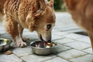 שימורים מומלצים לכלבים - המדריך המלא לבחירה חכמה