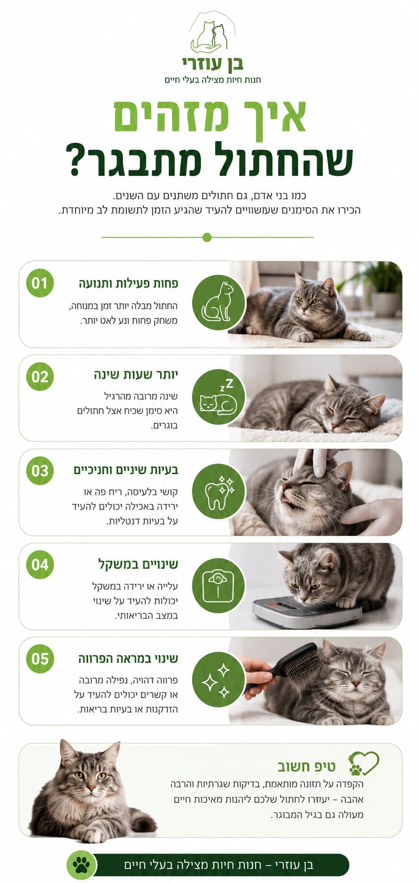 אוכל לחתולים מבוגרים - המדריך המלא לבחירת התזונה המתאימה לגיל המבוגר