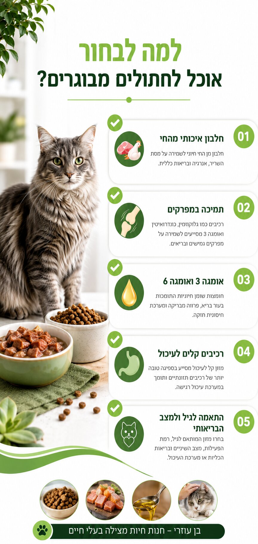 אוכל לחתולים מבוגרים - המדריך המלא לבחירת התזונה המתאימה לגיל המבוגר