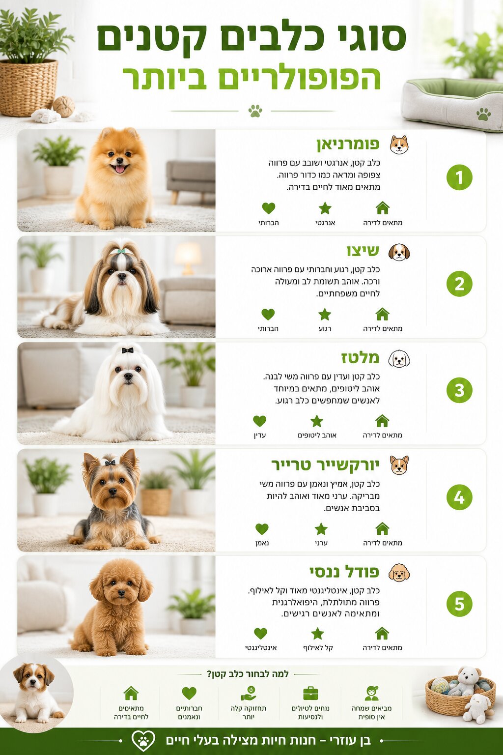סוגי כלבים קטנים - המדריך המלא לגזעים הפופולריים ביותר